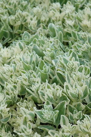 Sedum 'Frosty Morn' (Frosty Morn Stonecrop)