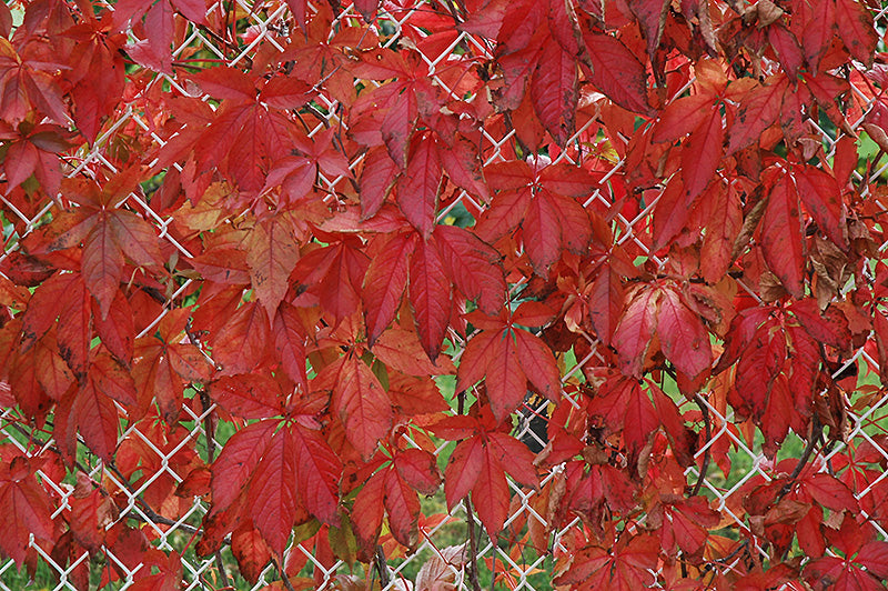 Parthenocissus quinquefolia 'var. englemannii' (Englemann Ivy)