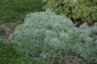 Artemisia schmidtiana 'Silver Mound' (Wormwood)