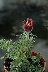 Pulsatilla vulgaris 'Rote Glocke' (Red Bells Pasqueflower / Red Clock)
