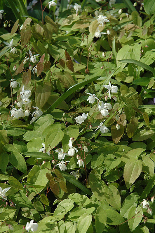 Epimedium x youngianum 'Niveum'