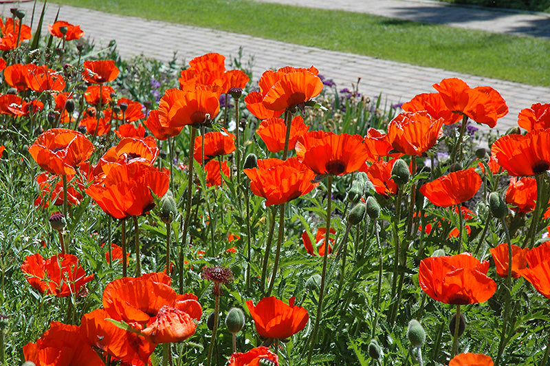 Papaver orientale 'Brilliant' (Brilliant Poppy)