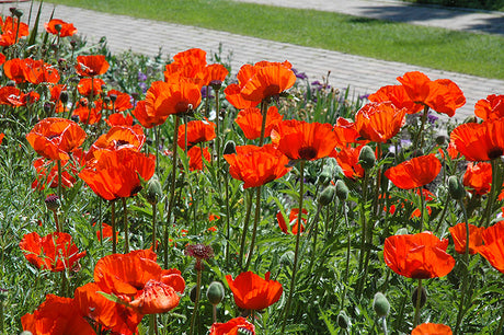 Papaver orientale 'Brilliant' (Brilliant Poppy)