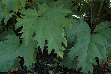Rheum palmatum var. tanguticum (Ornamental Rhubarb)