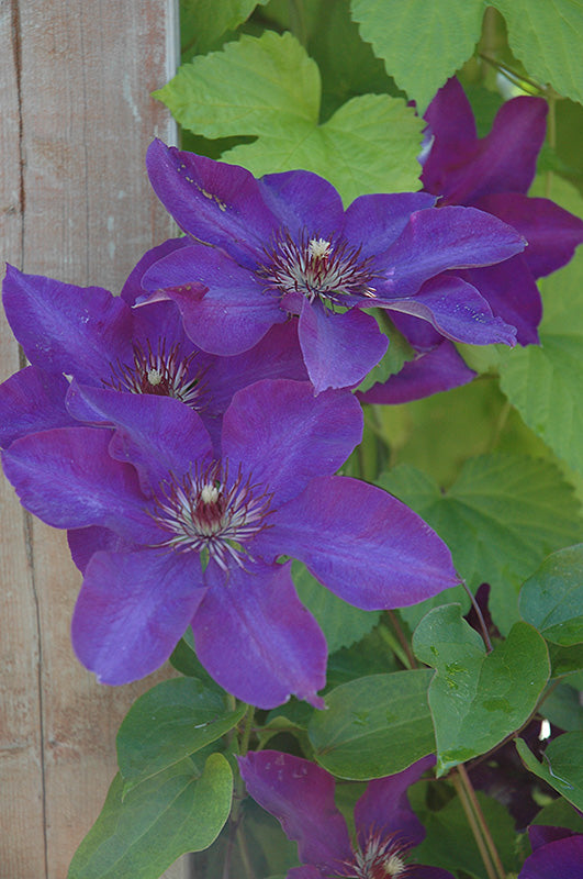 Clematis x hybrida 'The President'