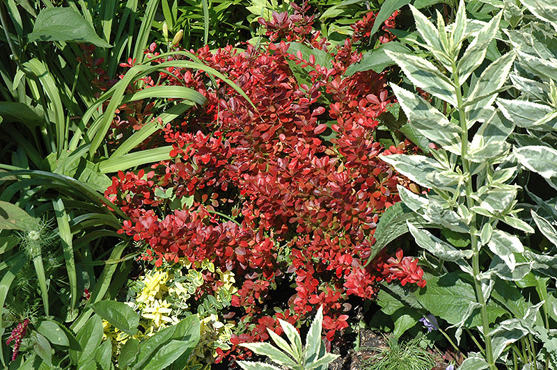 Berberis thunbergii 'Cherry Bomb' / 'Monomb' (Barberry)