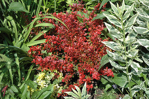 Berberis thunbergii 'Cherry Bomb' / 'Monomb' (Barberry)