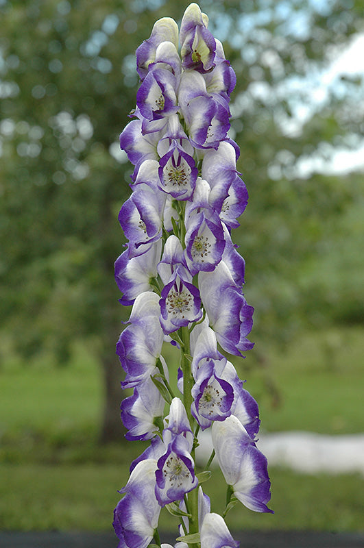 Aconitum x cammarum 'Bicolor' (Monkshood)