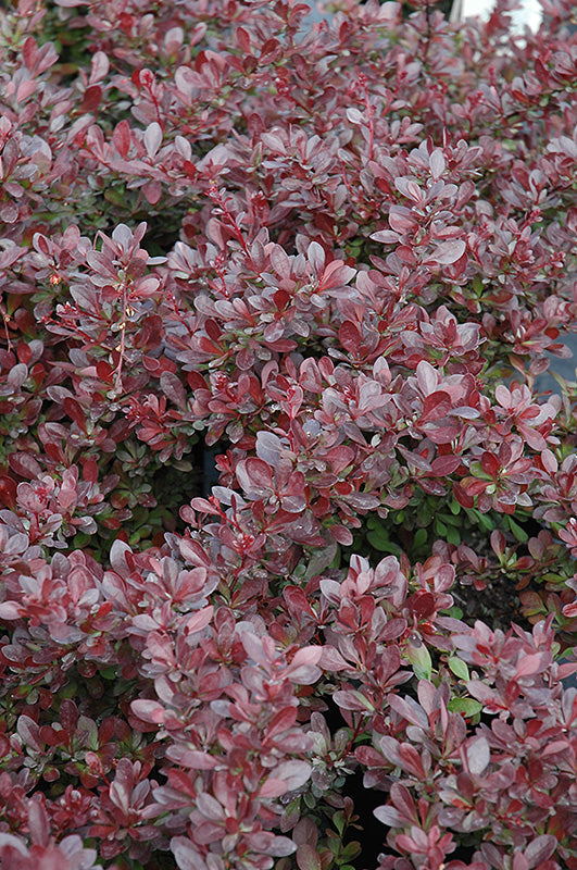 Berberis thunbergii 'Cherry Bomb' / 'Monomb' (Barberry)