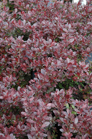 Berberis thunbergii 'Cherry Bomb' / 'Monomb' (Barberry)