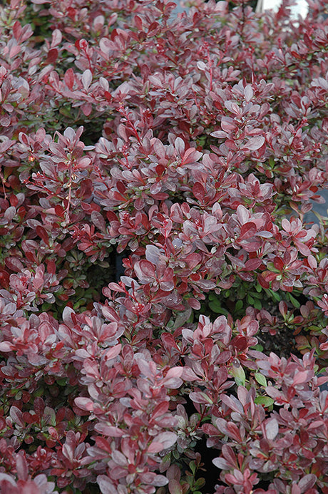 Berberis thunbergii 'Cherry Bomb' / 'Monomb' (Barberry)