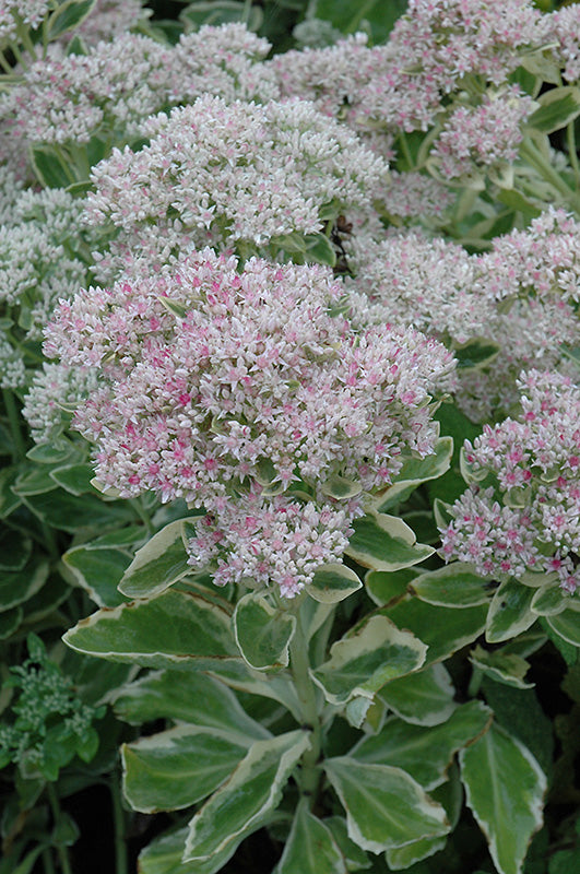 Sedum 'Frosty Morn' (Frosty Morn Stonecrop)