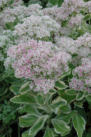 Sedum 'Frosty Morn' (Frosty Morn Stonecrop)