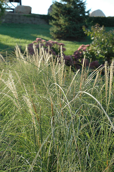 Miscanthus sinensis 'Sarabande' (Maiden Grass)