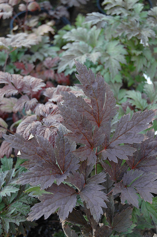Actaea racemosa 'Brunette' (Brunette Bugbane)