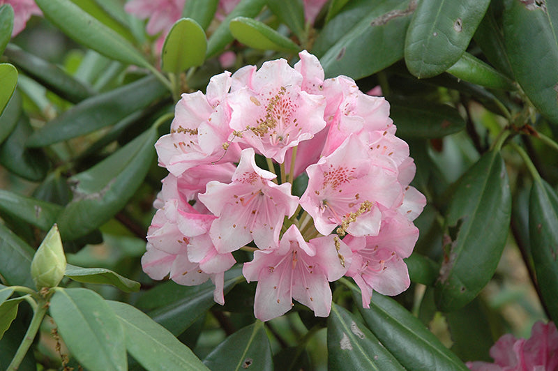 Rhododendron 'Helsinki University'