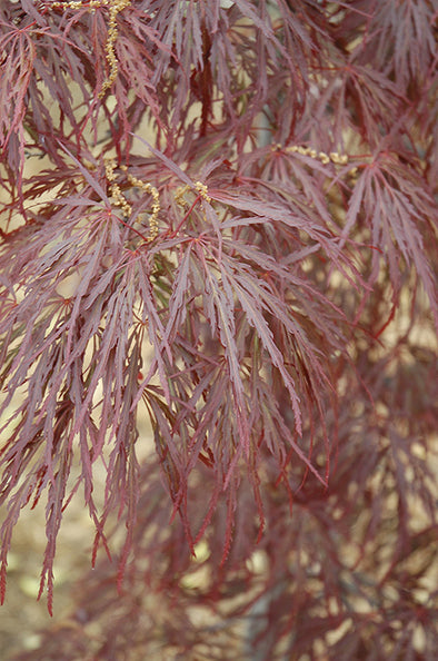 Acer palmatum dissectum 'Garnet' (Weeping Cutleaf Japanese Maple)