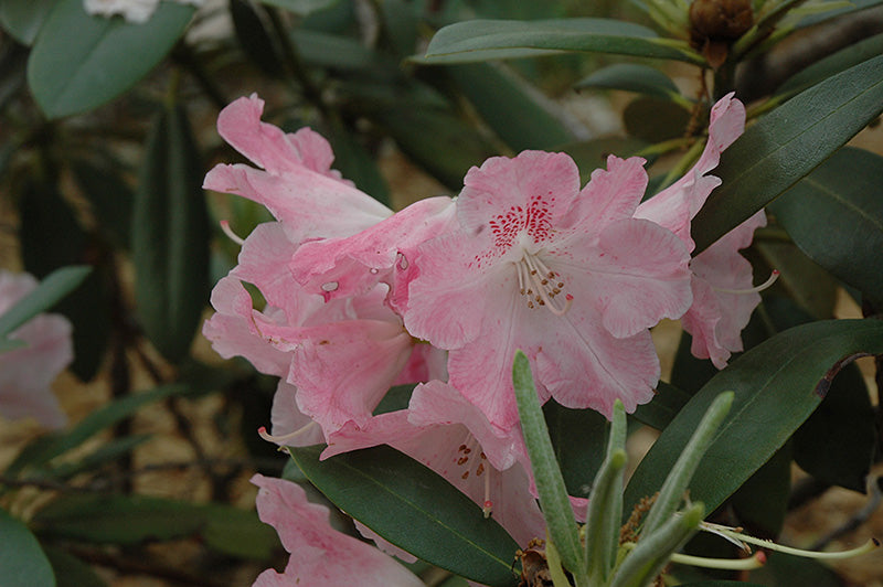 Rhododendron 'Solidarity'