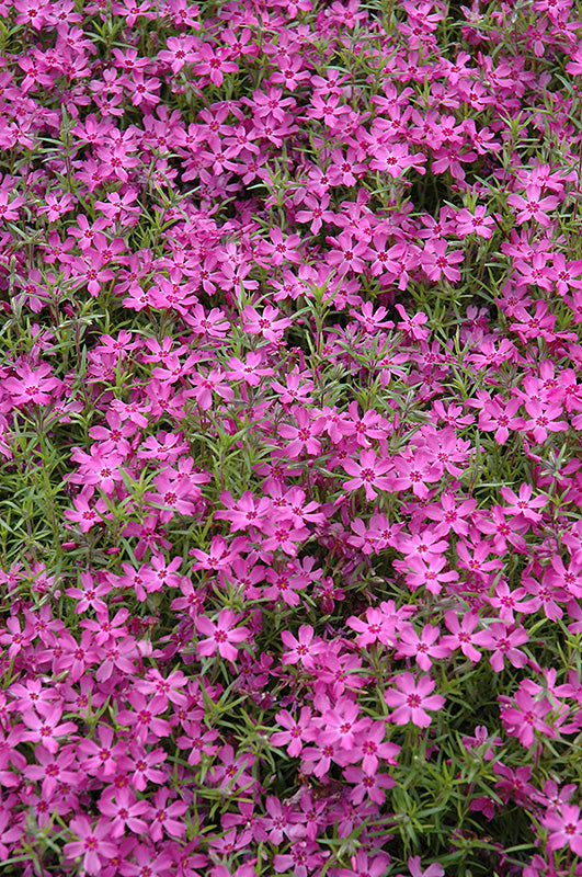 Phlox subulata 'Crimson Beauty' (Crimson Beauty Moss Phlox)