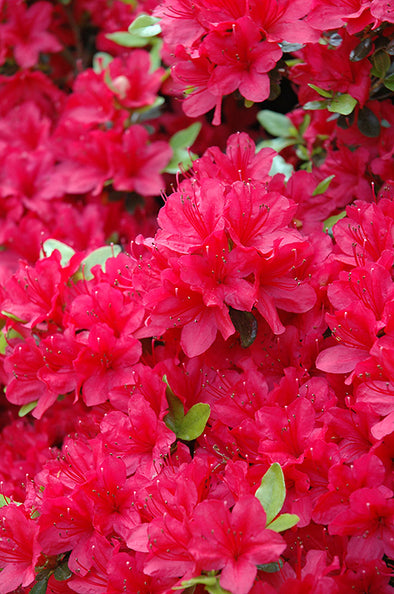 Azalea japonica 'Hino Crimson'