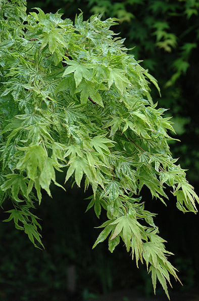 Acer palmatum 'Higasa Yama' (Japanese Maple)