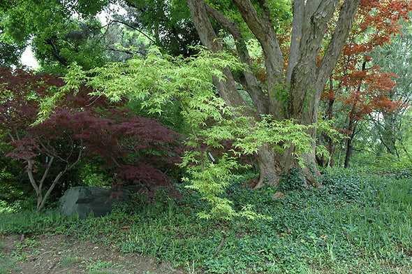 Acer palmatum 'Sagara Nishiki' (Japanese Maple)