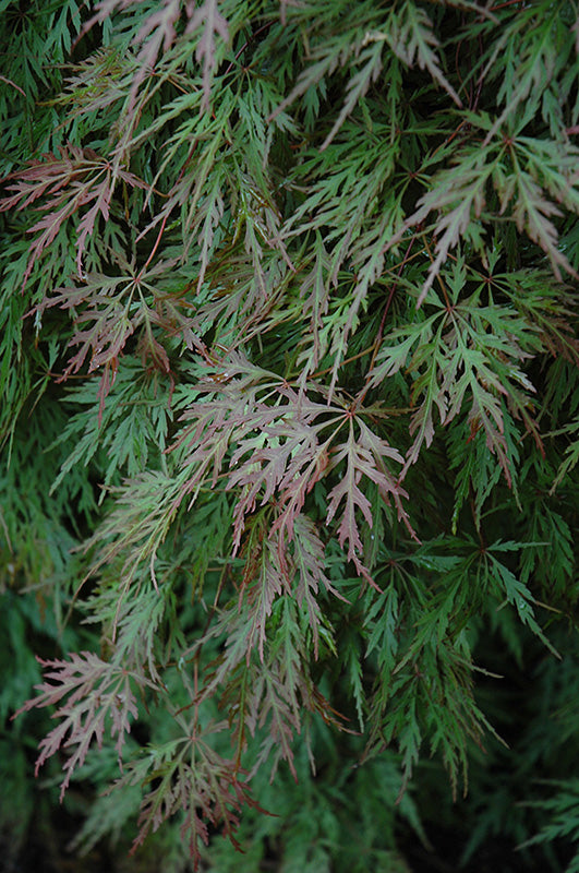 Acer palmatum dissectum 'Orangeola' (Cutleaf Japanese Maple)