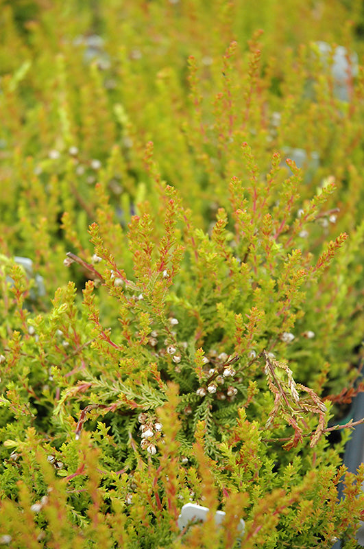 Calluna vulgaris 'Hoyerhagen' (Heather)