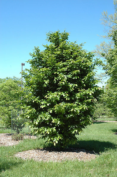 Parrotia persica 'Vanessa' (Persian Ironwood)