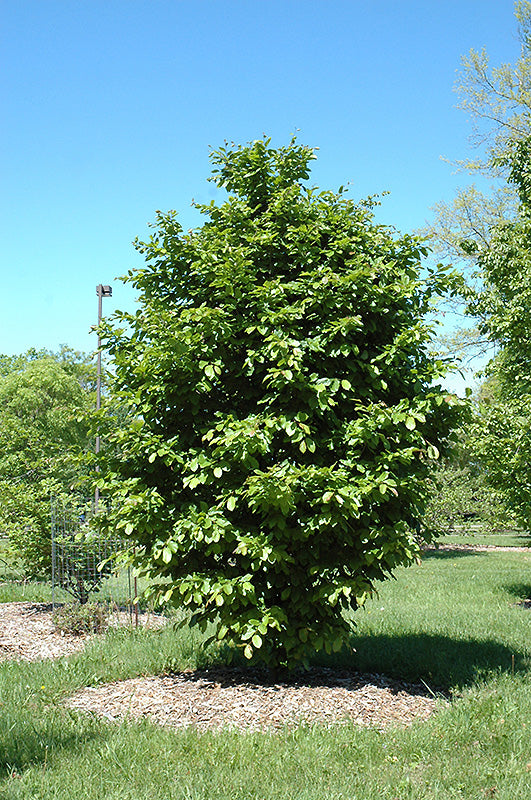 Parrotia persica 'Vanessa' (Persian Ironwood)