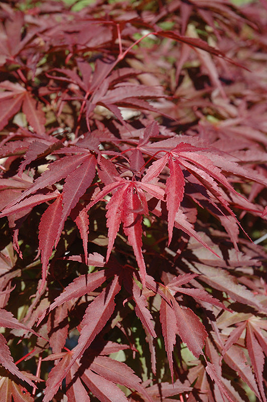 Acer shirasawanum 'Red Dawn' (Full Moon Maple)