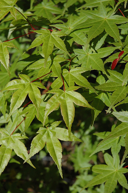 Acer palmatum 'Shindeshojo' (Japanese Maple)