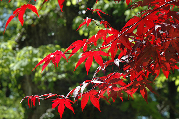 Acer palmatum 'Emperor One' (Japanese Maple)