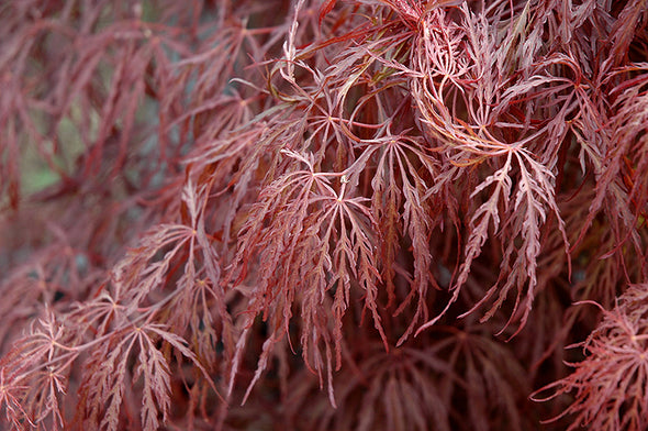 Acer palmatum dissectum 'Crimson Queen' (Weeping Japanese Maple)