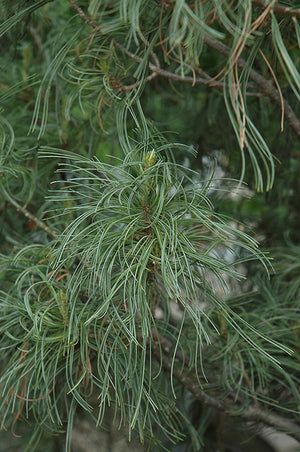 Pinus strobus 'Contorta' (Twisted White Pine)