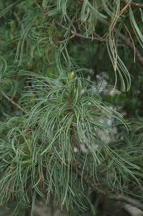 Pinus strobus 'Contorta' (Twisted White Pine)
