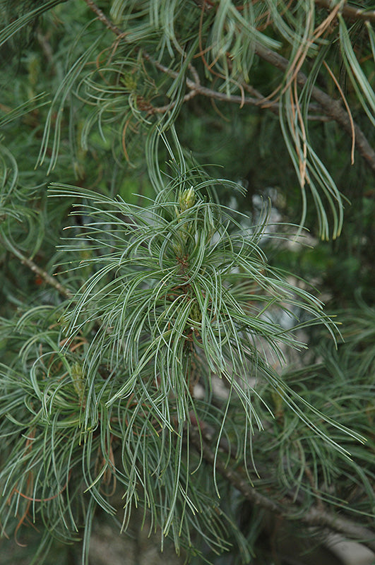 Pinus strobus 'Contorta' (Twisted White Pine)