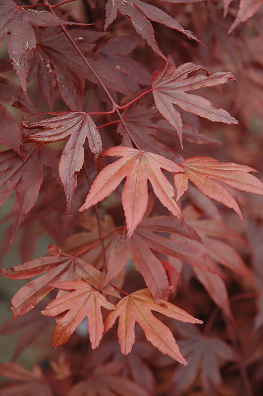 Acer palmatum 'Fireglow' (Japanese Maple)