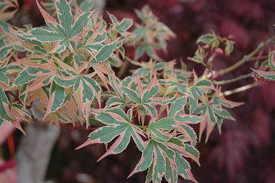 Acer palmatum 'Beni Schichihenge' (Japanese Maple)