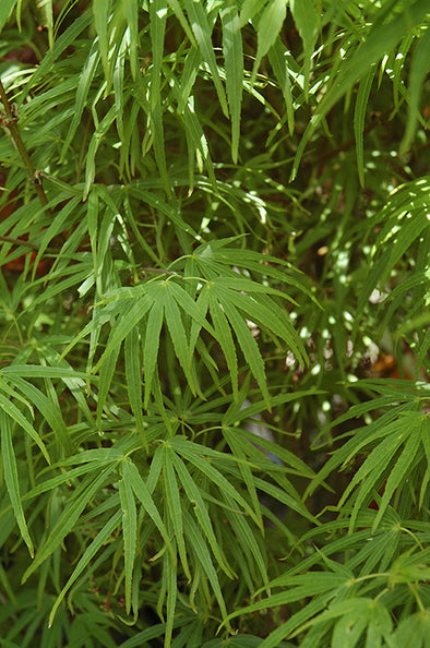Acer palmatum 'Scolopendrifolium' (Japanese Maple)