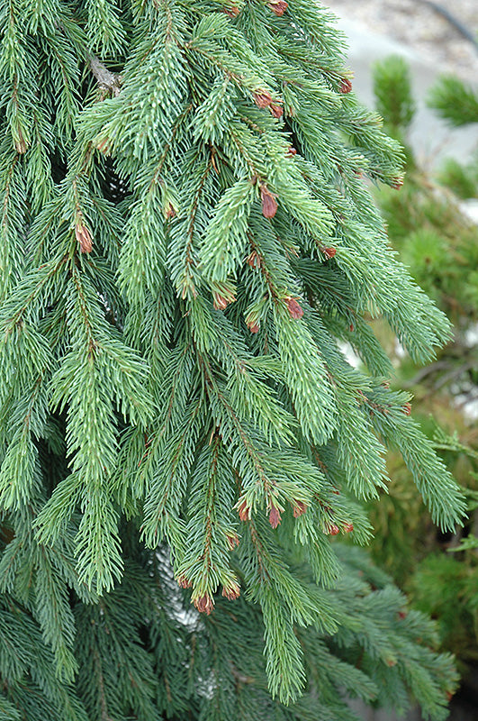 Picea pungens glauca 'Pendula' (Weeping White Spruce)