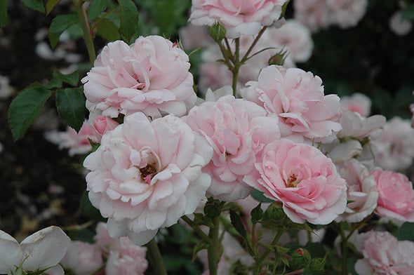 Rosa 'Meidomonac' (Bonica Rose)