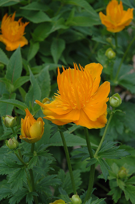 Trollius chinensis 'Golden Queen' (Golden Queen Globeflower)