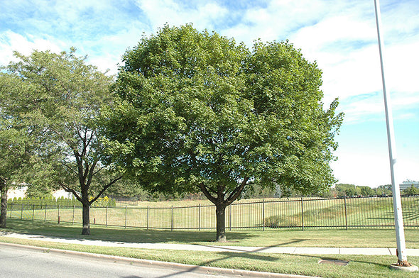 Acer platanoides (Norway Maple)