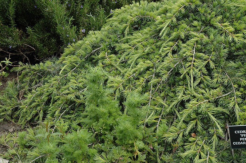 Cedrus libani 'Pendula' (Weeping Cedar of Lebanon)