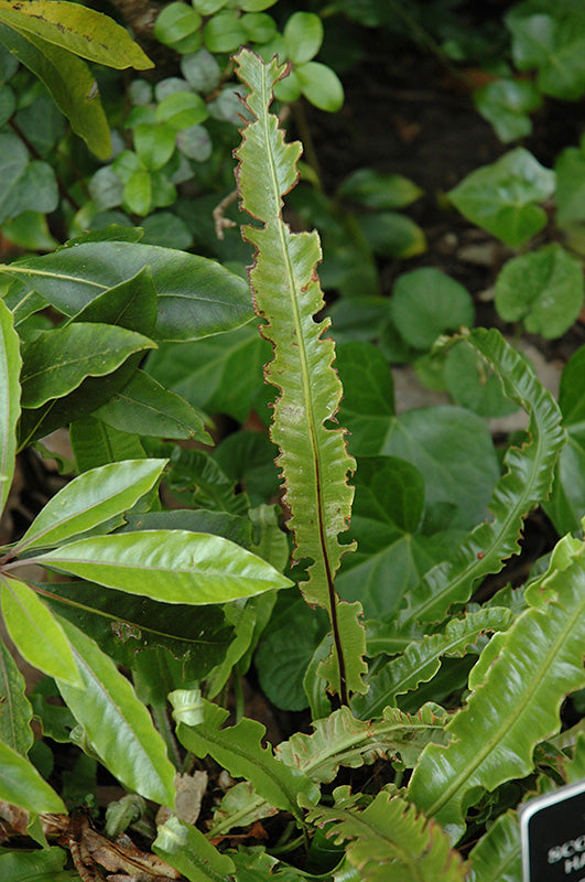 Phyllitis scolopendrium (Hart's Tongue Fern)