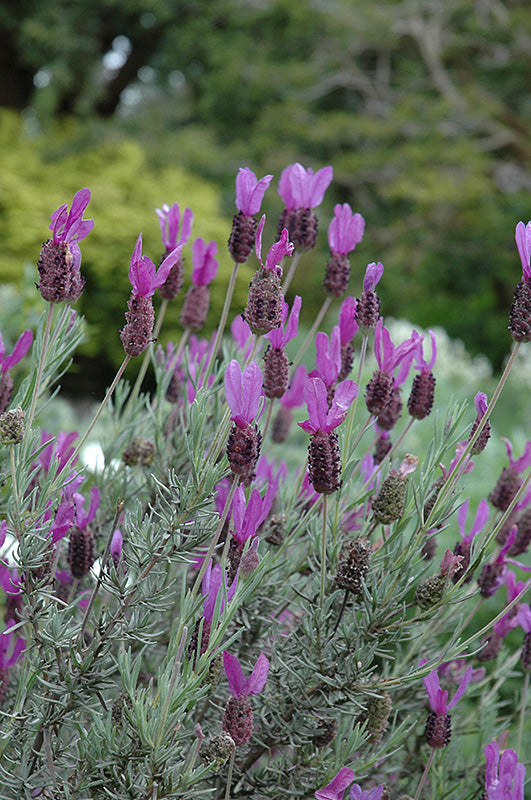 Lavandula stoechas 'Otto Quast'