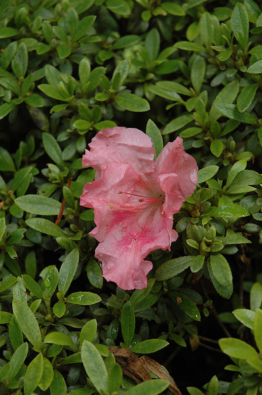 Azalea japonica 'Gumpo Pink'