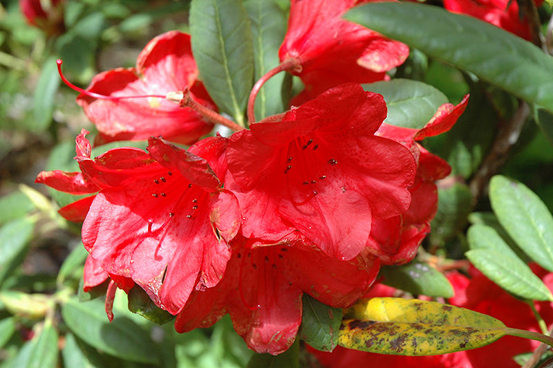 Rhododendron 'Elizabeth'