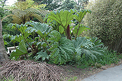 Gunnera Tinctoria (Giant Rhubarb)
